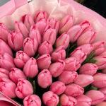 Тюльпан Alborz