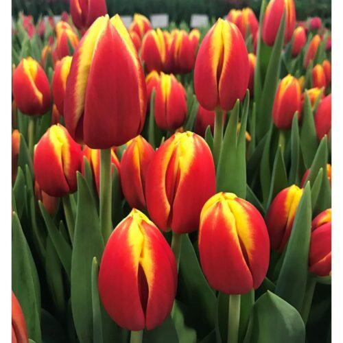 Тюльпан Christmas Gift