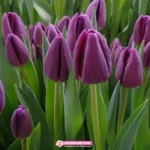 Тюльпан Alborz