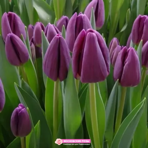 Тюльпан Fortress