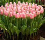 Тюльпан Alborz