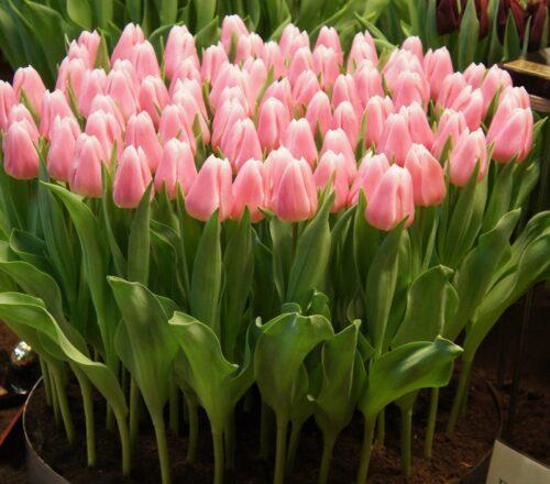 Тюльпан Super Model