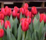 Тюльпан Alborz