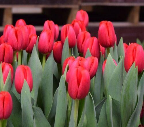 Тюльпан Surrender