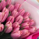 Тюльпан Alborz